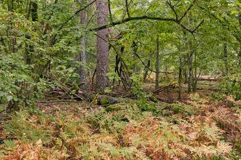 Old mixed tree stand with hazelnut tree and ferns under, Bialowieza Forest, P Foto stock