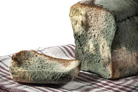 The old mold on the rye bread closeup. Spoiled Mold on food on kitchen towel Stock Photos