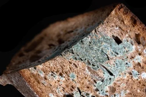 The old mold on the rye bread perspective view spoiled food Stock Photos