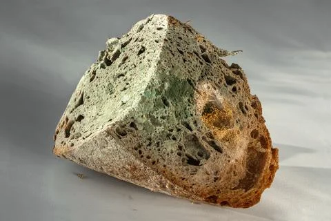 The old mold on the rye bread. Spoiled food Stock Photos