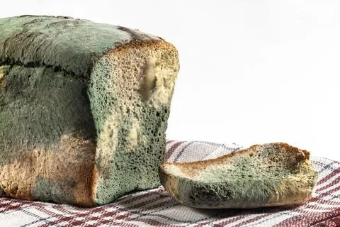 The old mold on the rye bread. Spoiled Mold on food on kitchen towel Stock Photos