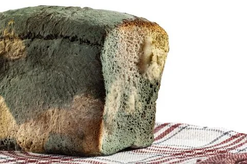The old mold on the rye bread. Spoiled food. Mold on food on kitchen towel Stock Photos
