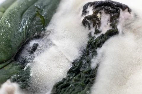Old moldy and rotten cucumbers Stock Photos