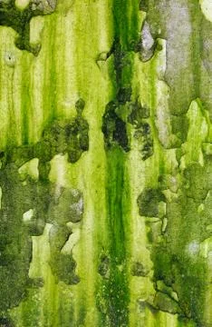 Old moldy wall Stock Photos