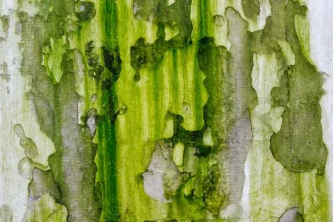 Old moldy wall Stock Photos