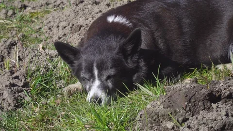 Old mongrel dog lies on the grass outdoors and waits for it master Stock Footage 128779064
