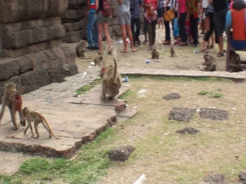An old monkey attacks a young monkey. Wild monkeys in the city center. Thailand Stock Footage 112998184
