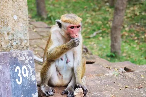 Old monkey Stock Photos