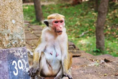 A old monkey Stock Photos