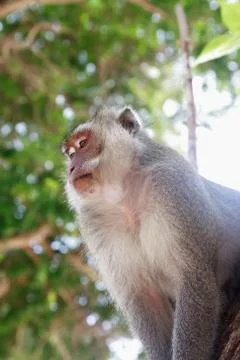 Old Monkey Portrait Stock Photos