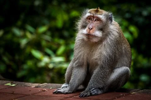 Old monkey sitting 库存照片