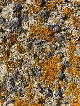 Old moss on concrete. Stock Photos