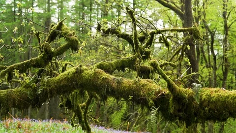 Old moss covered branch in a forest in England Video stock 109931428