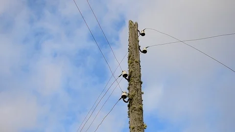 Old moss-covered pole power lines Stock Footage 119172603