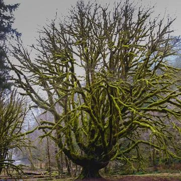 Old moss covered tree in the Olympic National Park Stock Photos
