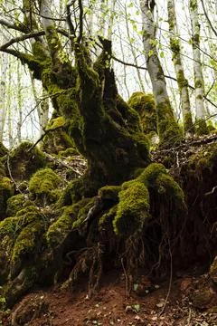 Old moss covered tree roots and trunk in a dense green spring forest Stock Photos
