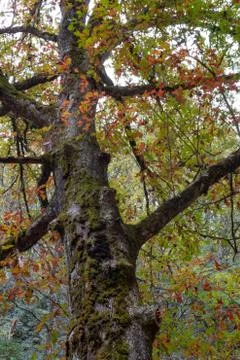 Old moss covered tree trunk amid autumn leaves, Great Smoky Mountains Stock Photos