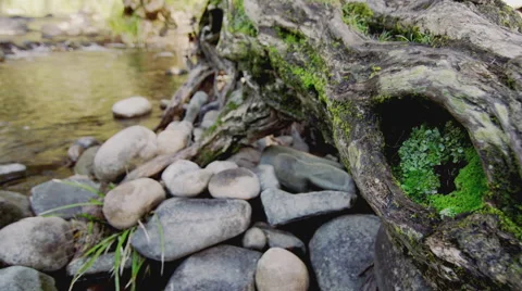 Old Moss Touched Log on Smooth River Stones Also in 4K  Vidéo 40674670
