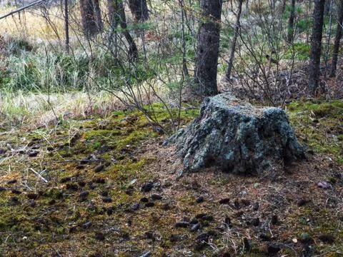Old in the moss tree stump in the forest glade. Fotos Stock