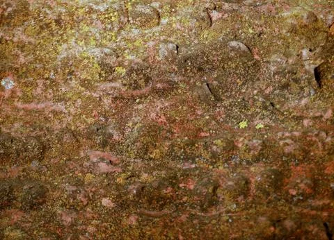 Old moss wall Stock Photos