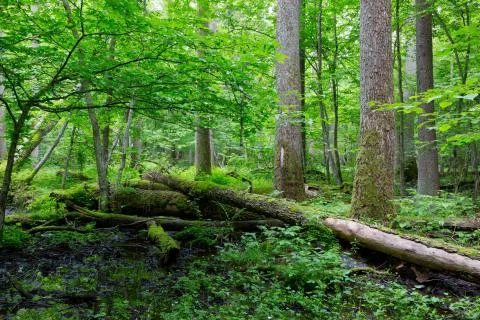 Old moss wrapped ash tree lying in natural deciduous stand Foto stock