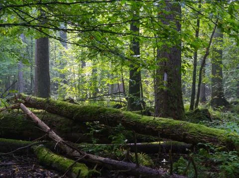 Old moss wrapped ash tree lying in deciduous stand Stock Photos