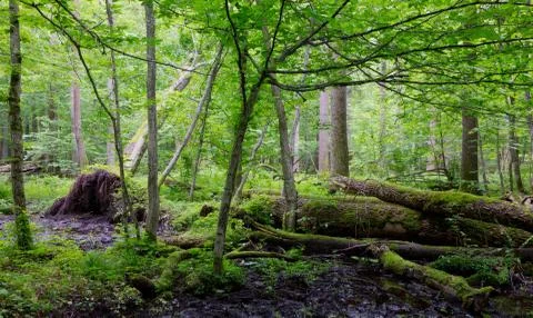Old moss wrapped ash tree lying in natural deciduous stand Stock Photos