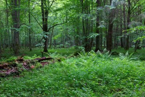Old moss wrapped ash tree lying in natural deciduous stand Stock Photos