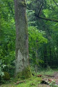 Old moss wrapped oak tree Stock Photos