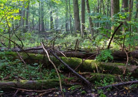 Old moss wrapped spruce tree lying and old natural deciduous stand of Bialowi Stock Photos