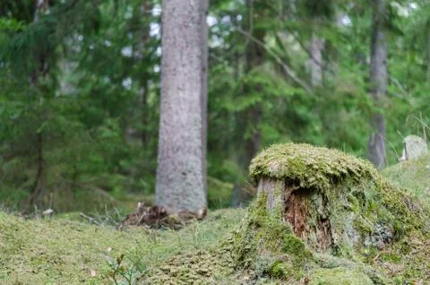 Old moss wrapped tree stump Stock Photos