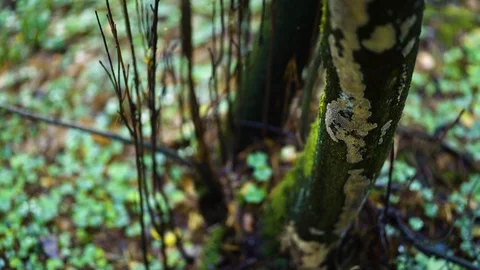 Old mossy branch in the forest Видео 94356807