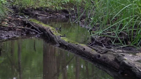Old Mossy Fallen Tree Log in Dark Forest Stream Water Video stock 323770633