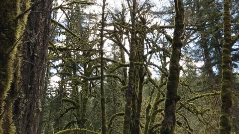 Old mossy forest 2 Vídeos de archivo 76504709