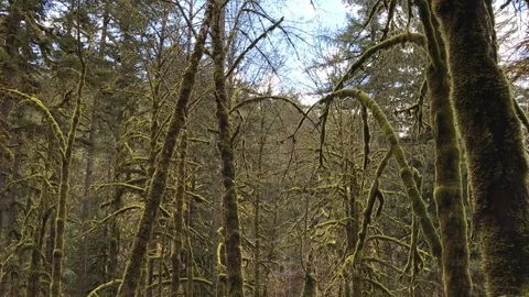 Old Mossy forest Vídeos de archivo 76504695