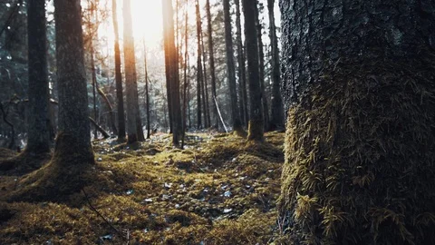 Old mossy forest, slow pan.  Evergreen woods 스톡 동영상 124115102