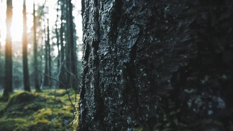 Old mossy forest, slow pan.  Evergreen woods Stock-Footage 124115144