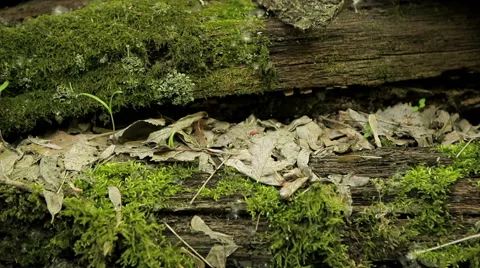 Old mossy logs close up Stock Footage 50394031