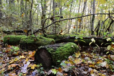 Old mossy logs in the forest Foto stock