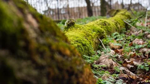 Old Mossy Stock Photos