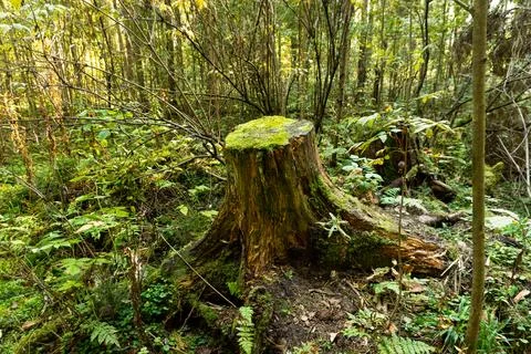 Old mossy stump in a summer forest Stock Photos