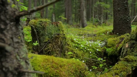 Old mossy stumps in spring forest 库存影片 95939976