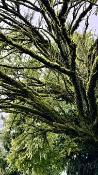 Old mossy tree in a forest. Foto stock