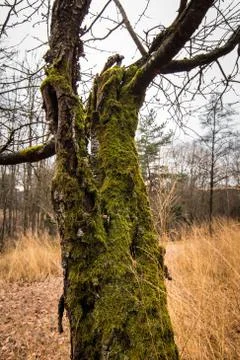 Old mossy tree in the middle of the forest Stock Photos