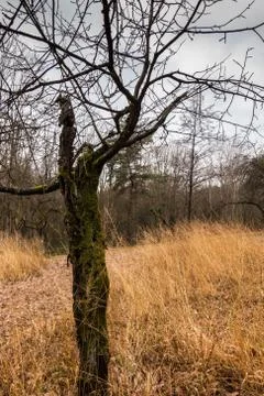 Old mossy tree in the middle of the forest Stock Photos