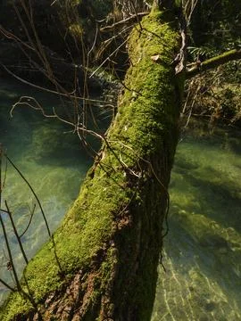 Old mossy tree on the river Stock Photos