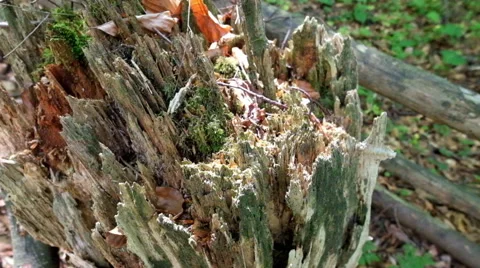 Old mossy tree stump in deep evergreen highland forest  Stock Footage 51395981