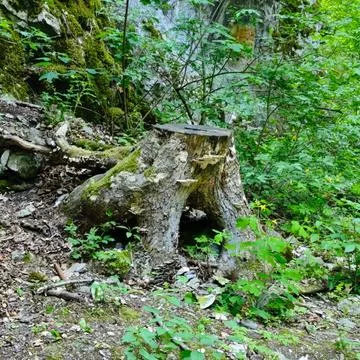 Old Mossy Tree Stump in Forest, Vilémovice, Czech Republic Stock Photos
