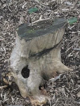 Old mossy tree stump forest Stock Photos