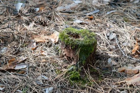 Old mossy tree stump in a pine forest Stock Photos